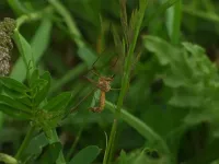 Muggen [Nematocera]